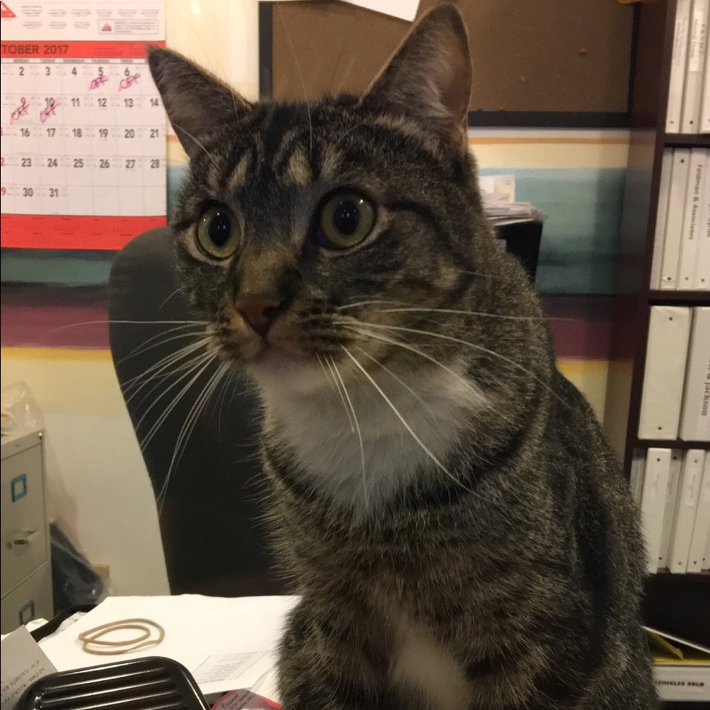 Meet your Posher, Gabby